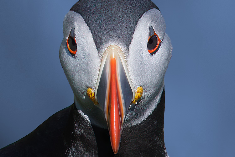 Fratercula arctica